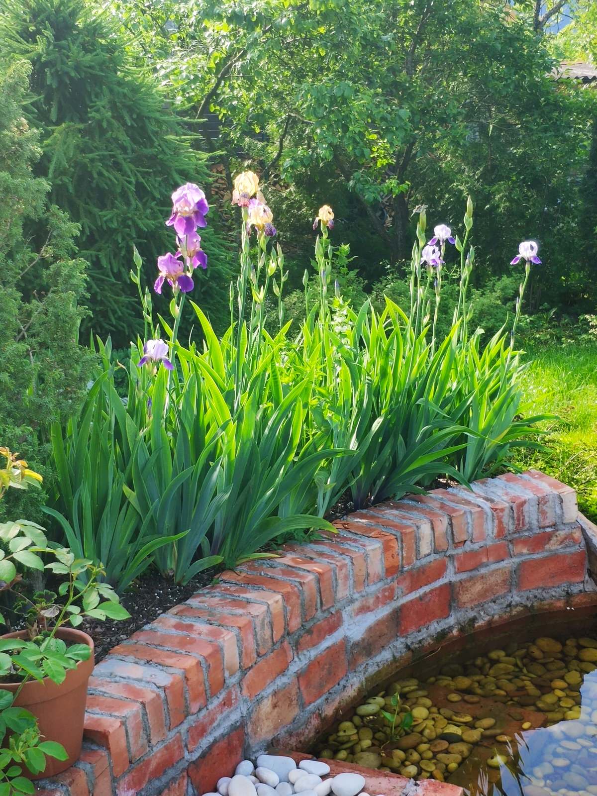 "Экспериментальный" сад любителя растений