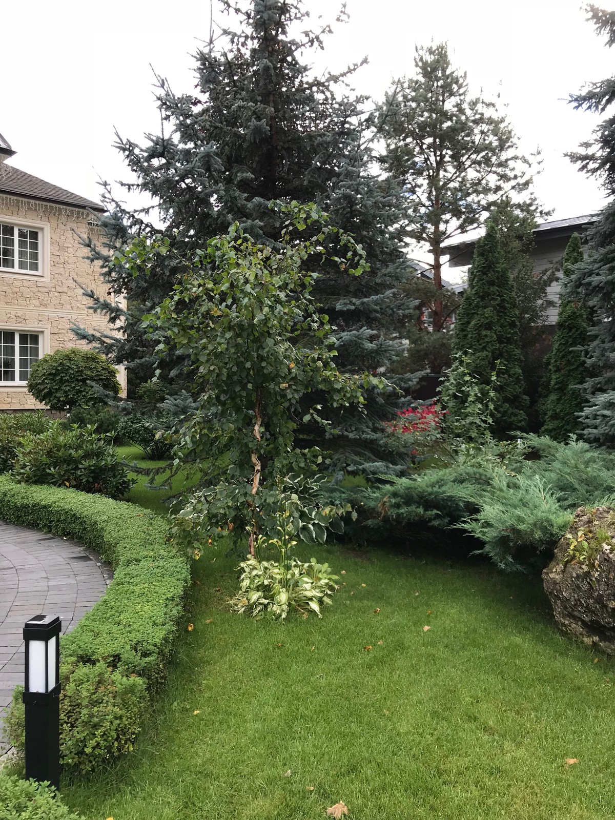 Зелёный лес