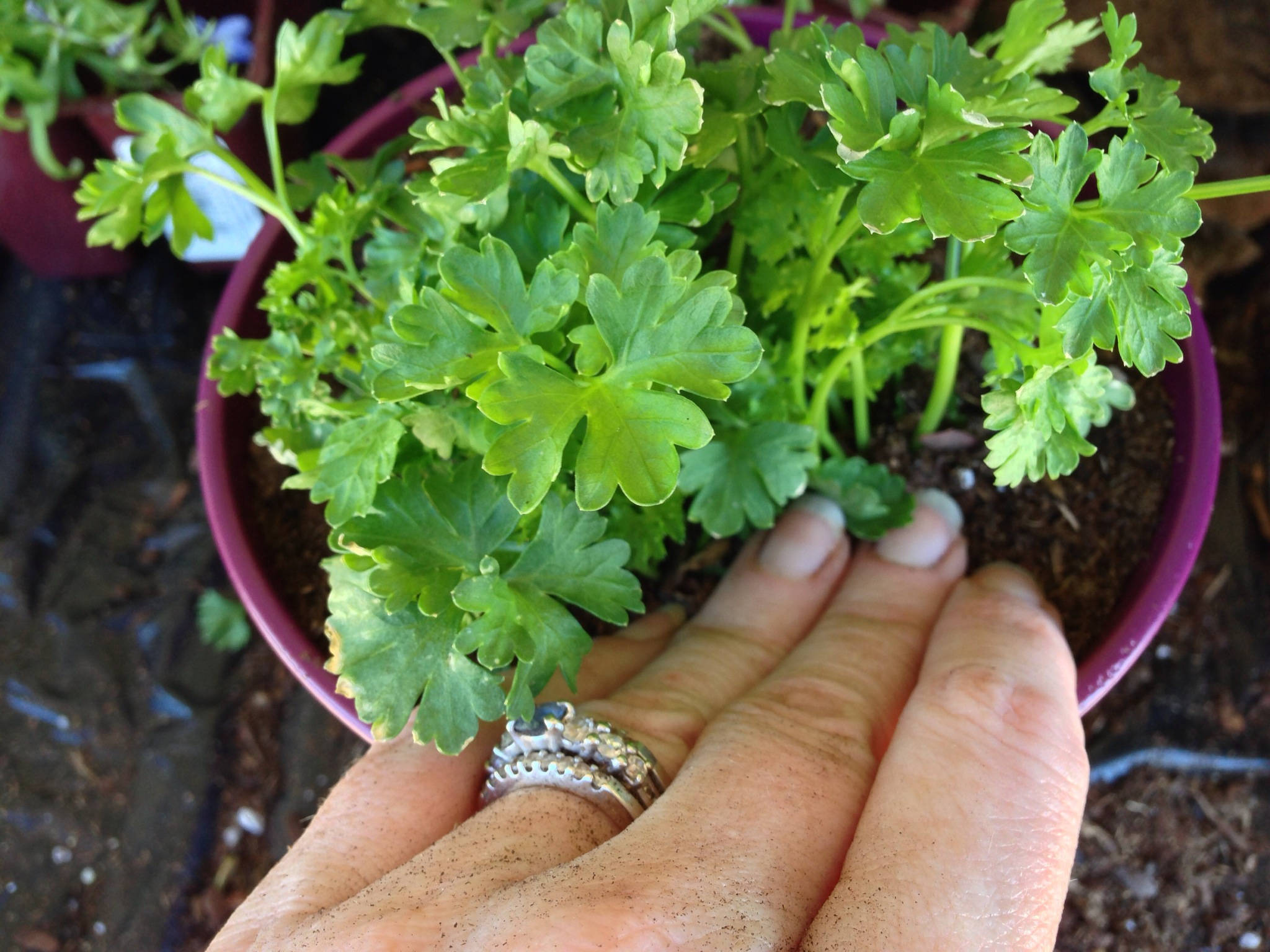 Для новичков: Когда сеять семена на рассаду — гид по месяцам