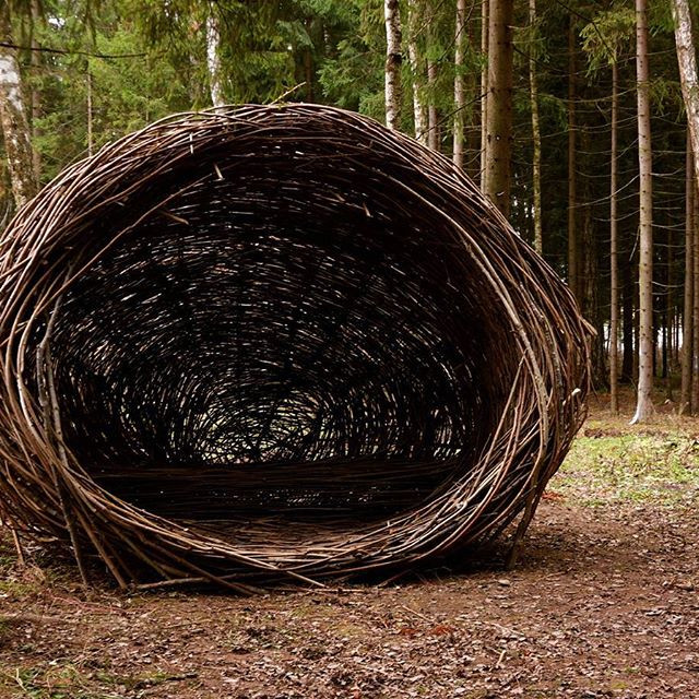 Обложка проекта: гнездо