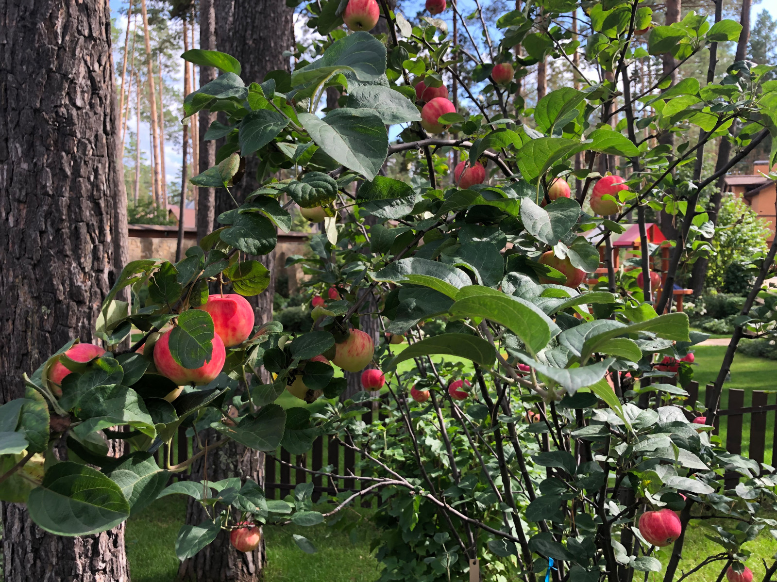 Просторный сад