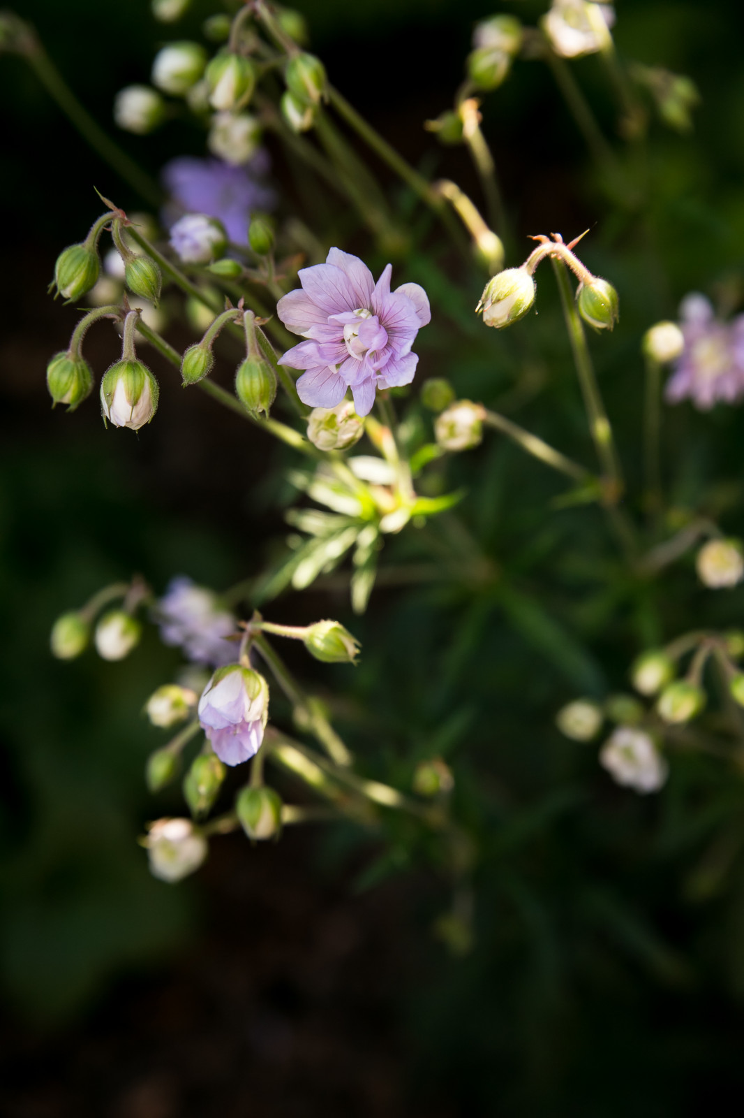 Портреты растений