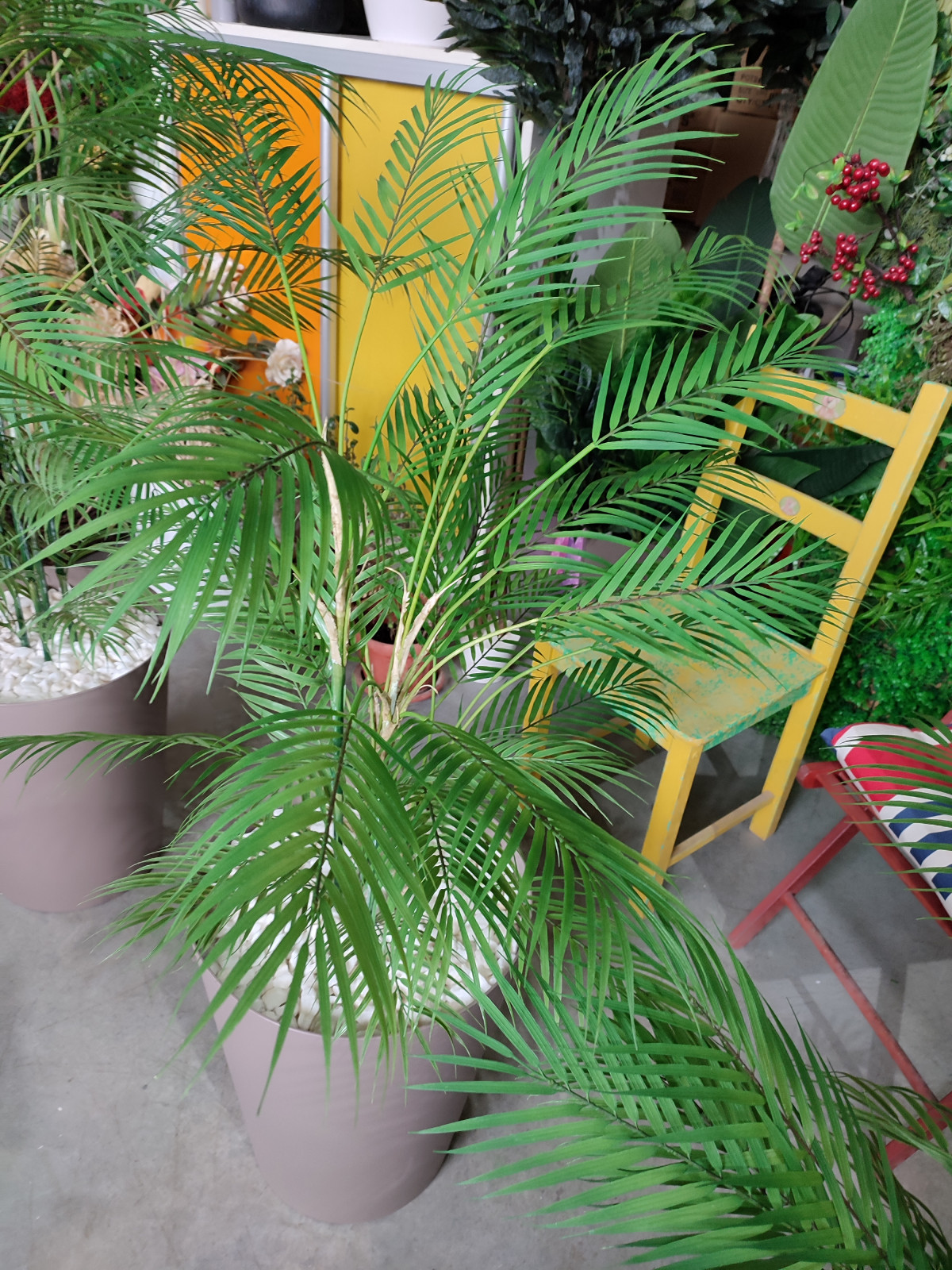 Растения для офисного пространства