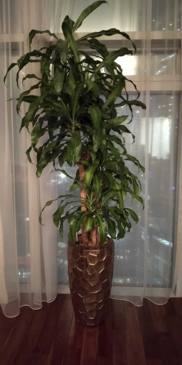 Аппартаменты в Москва Сити