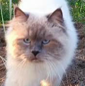 Юлия Молчанова