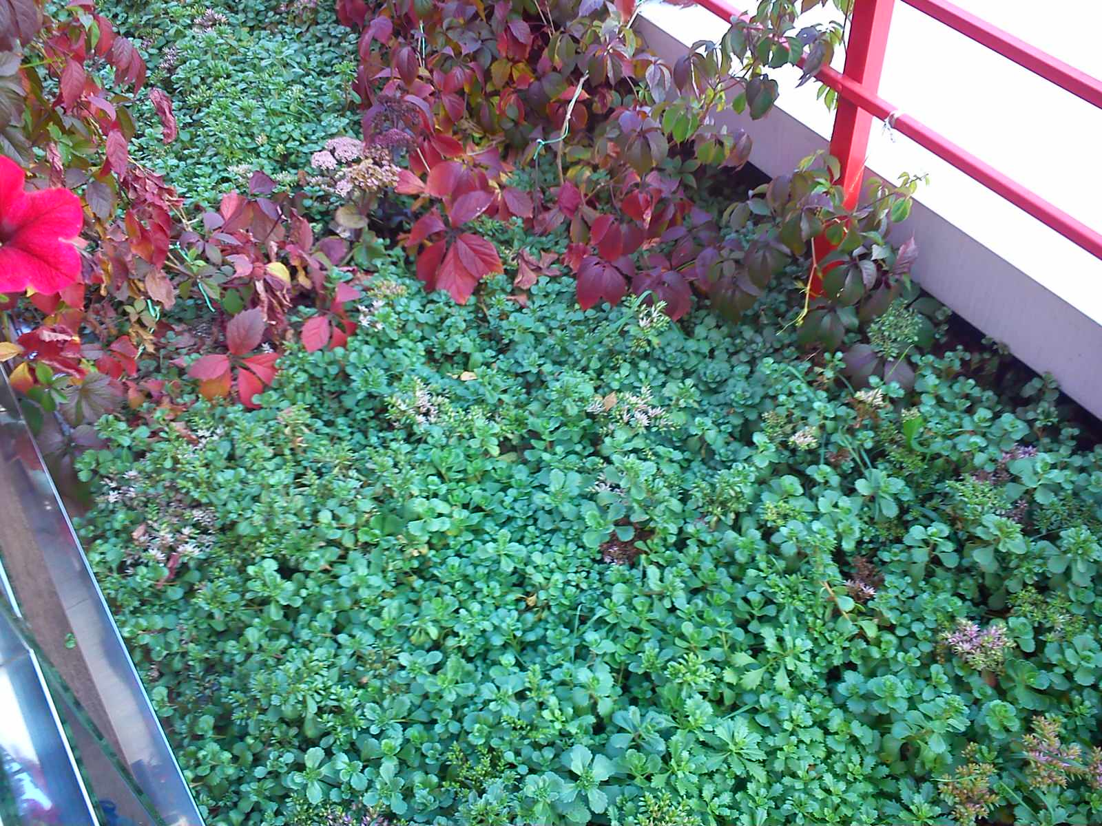 Зелёная крыша гостиницы "Альфа"