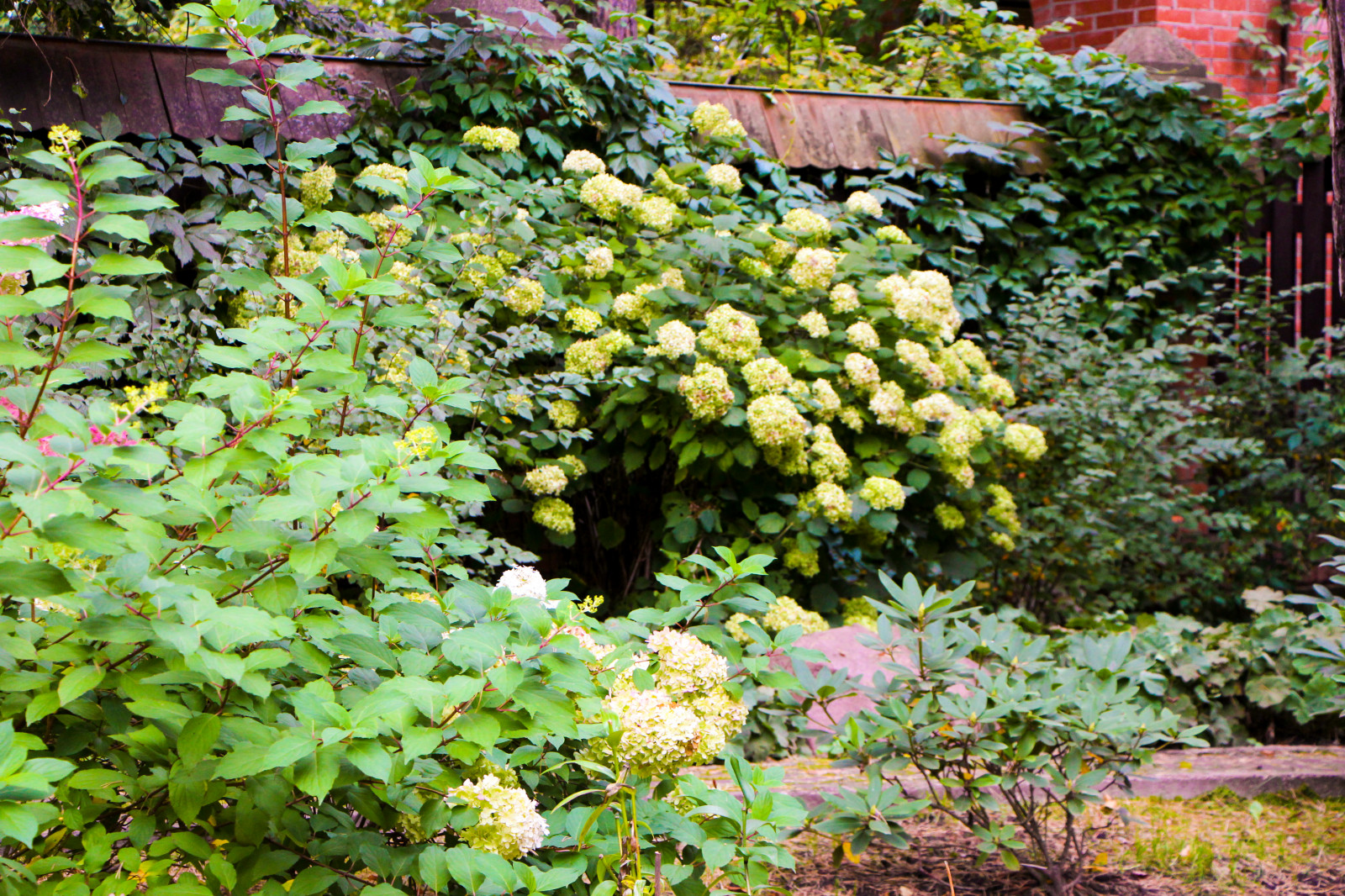 Баковка, 2018 г.