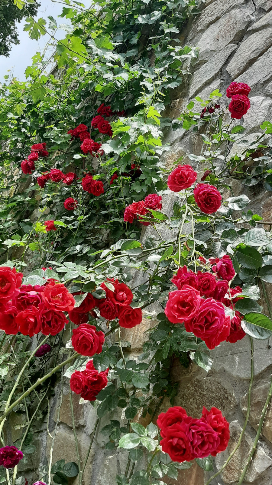 Ландшафтный дизайн