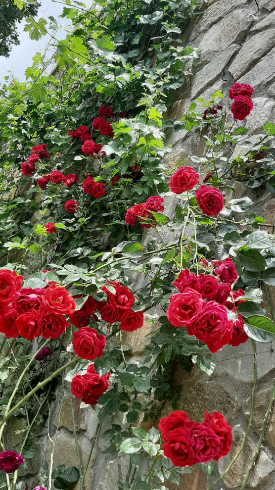 Ландшафтный дизайн