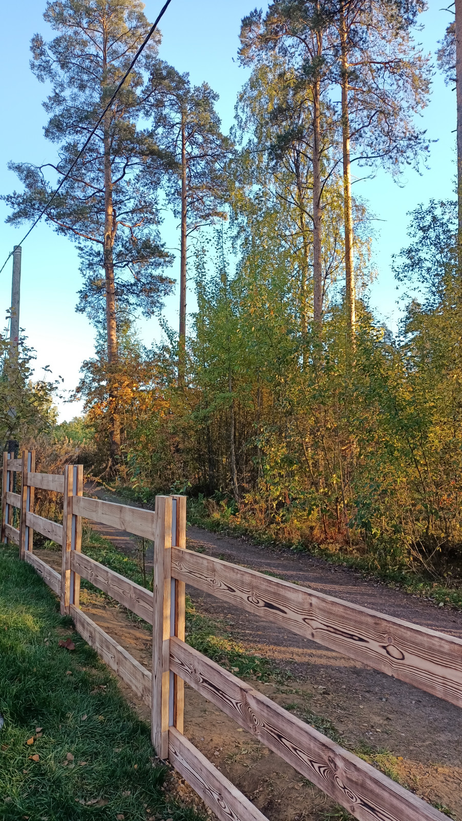 Лесная сказка в Мичуринском