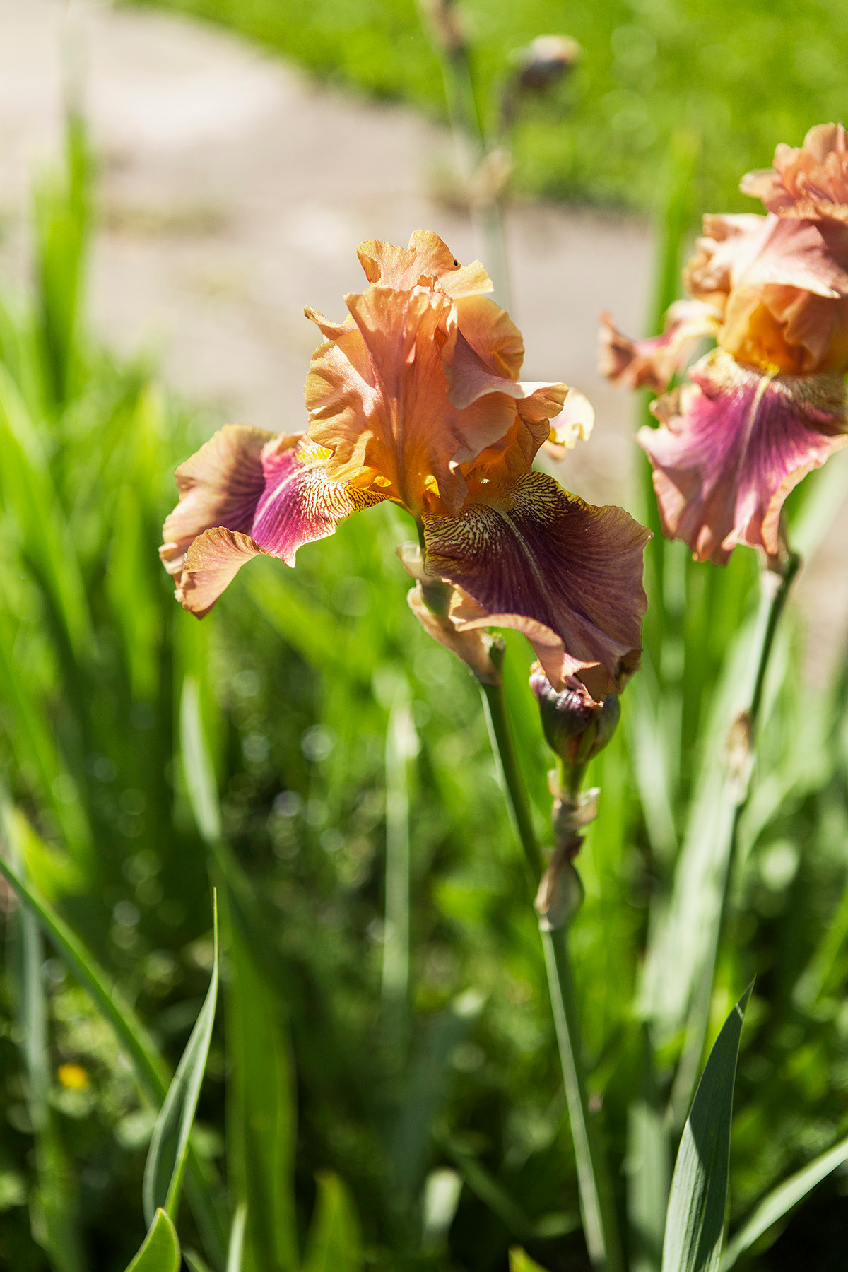 В гостях: Сад на выходные для родителей