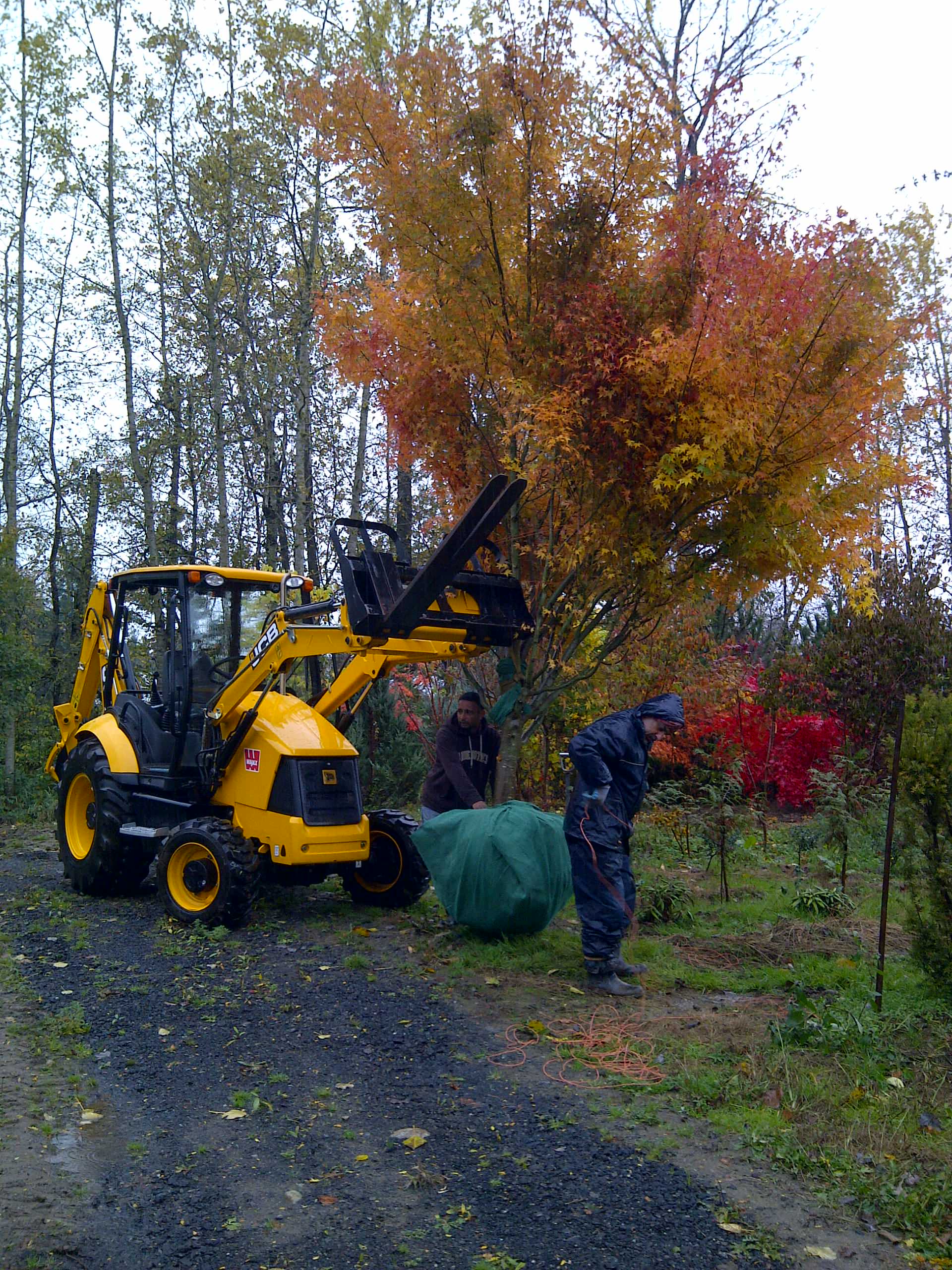 Как правильно: Заказывать растения в европейских питомниках