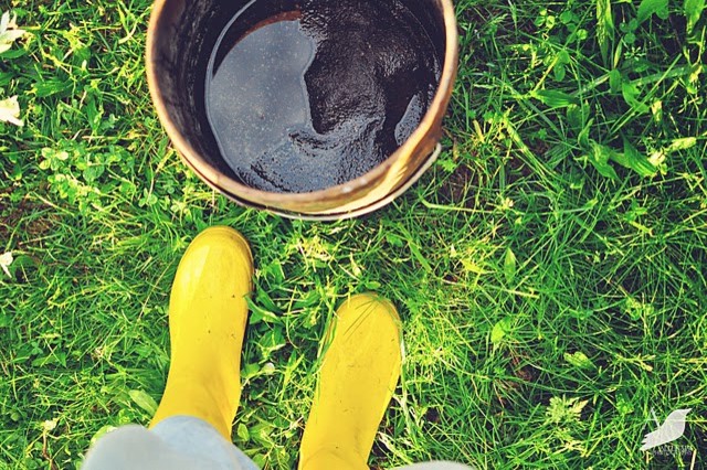 Цветущий сад: Календарь на май для дачников и садоводов