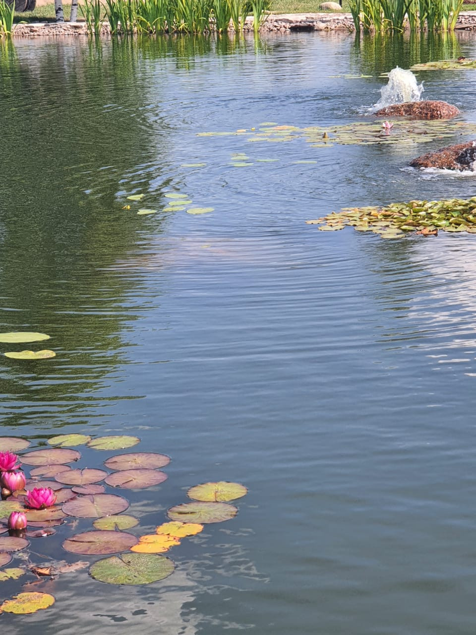 Декоративный водоём в п. Репино (Лен. обл.)