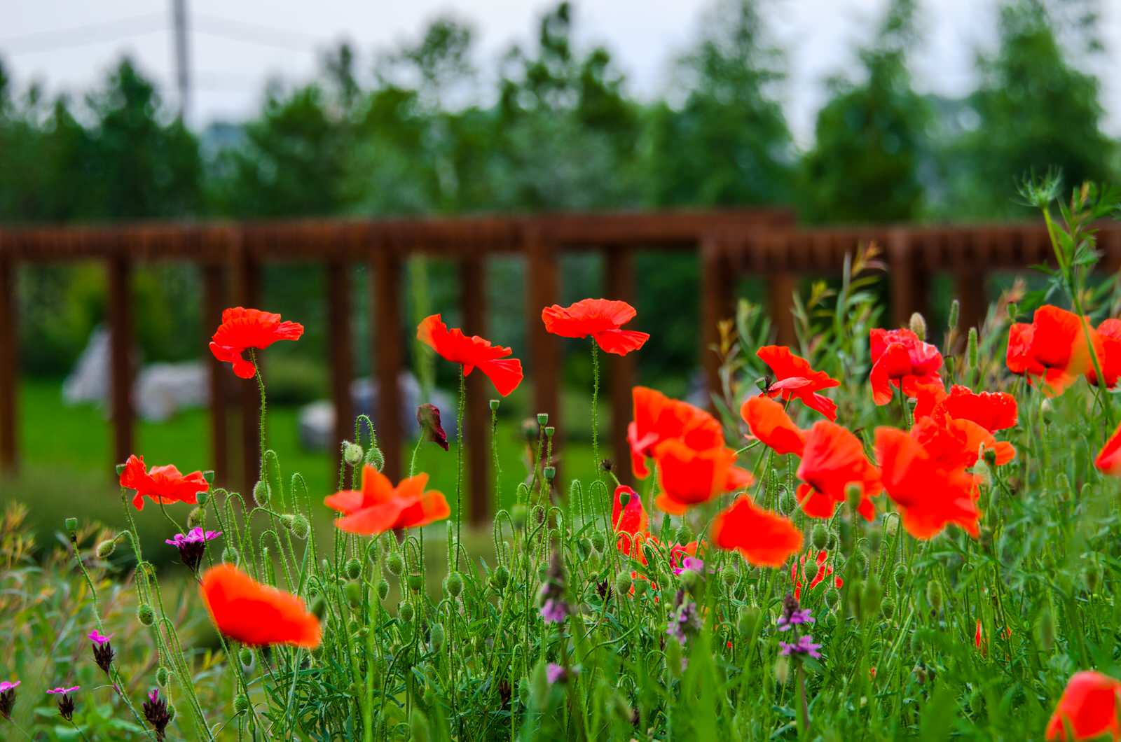Алтайская усадьба