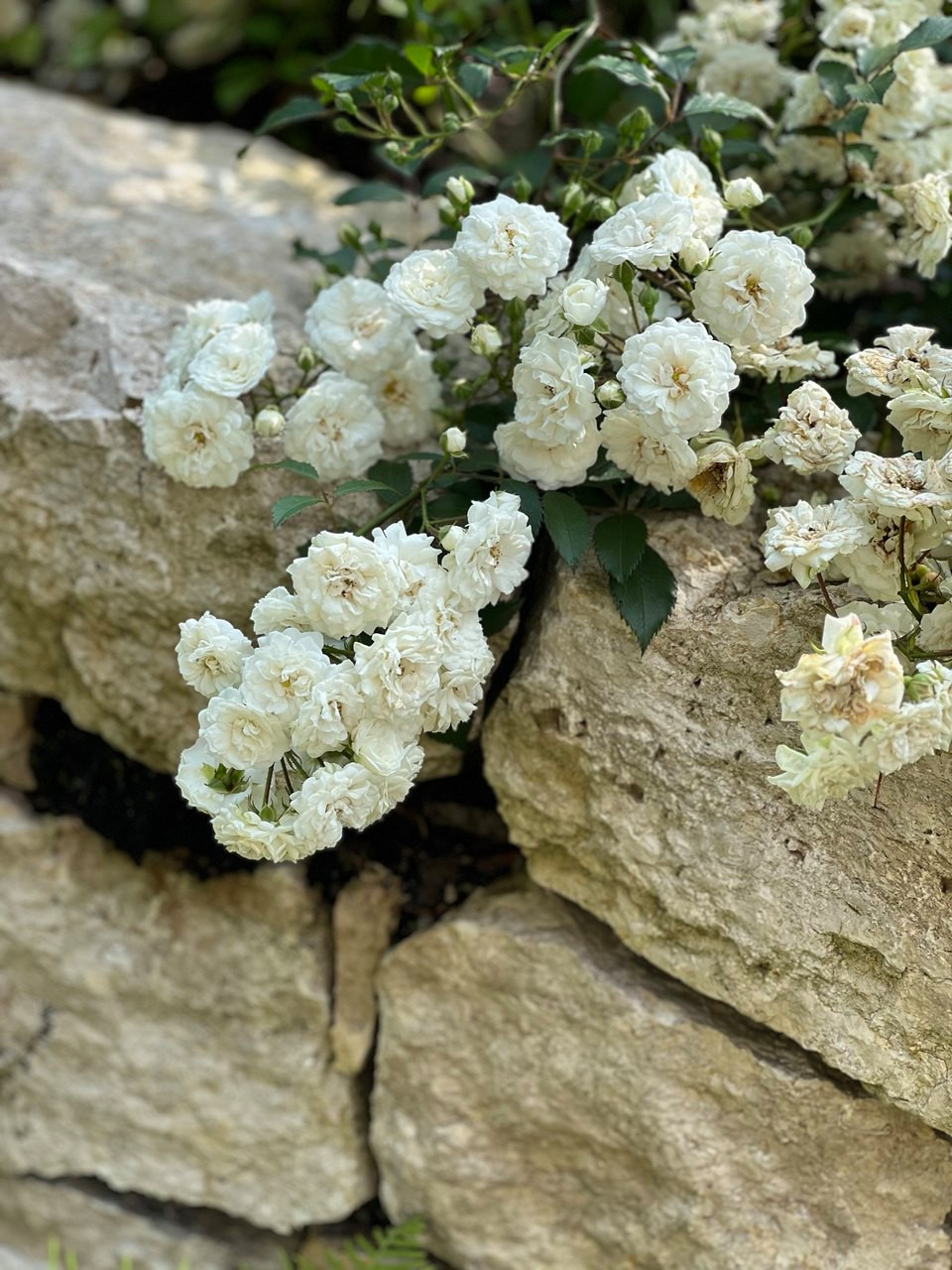 Английская история