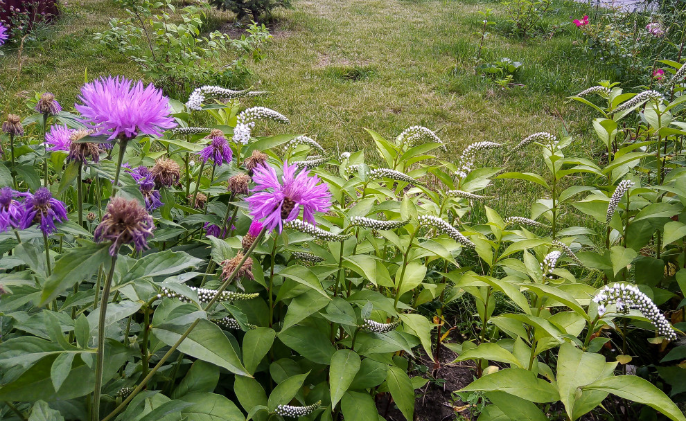 Цветники на территории храма