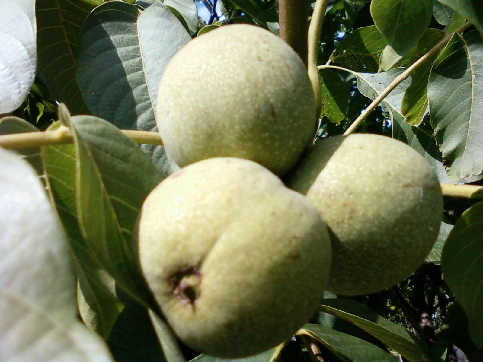 Обложка проекта: Плодовые