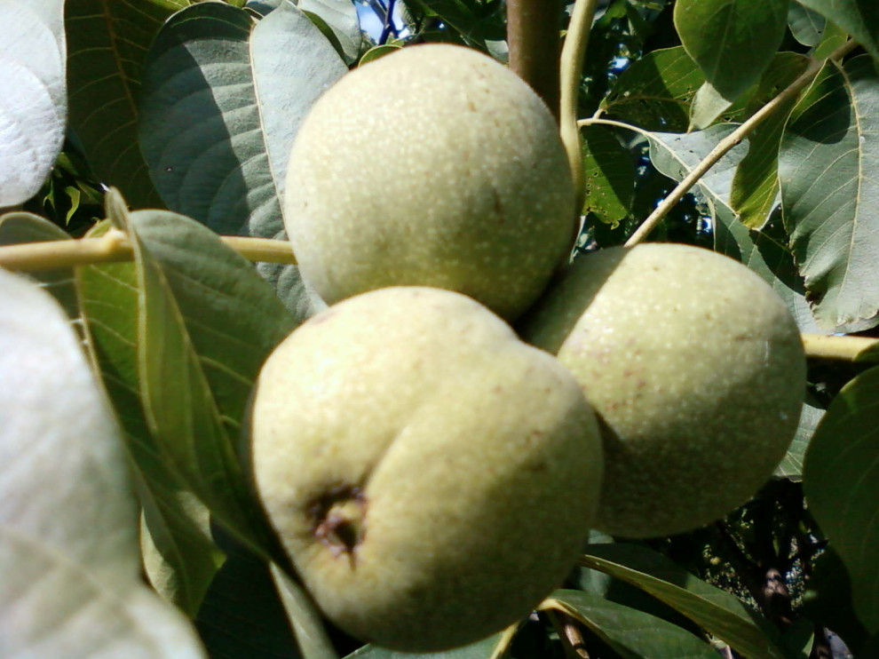 Обложка проекта: Плодовые