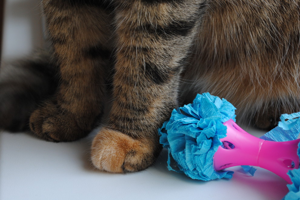 Кот в доме: Что делать, если начались проблемы