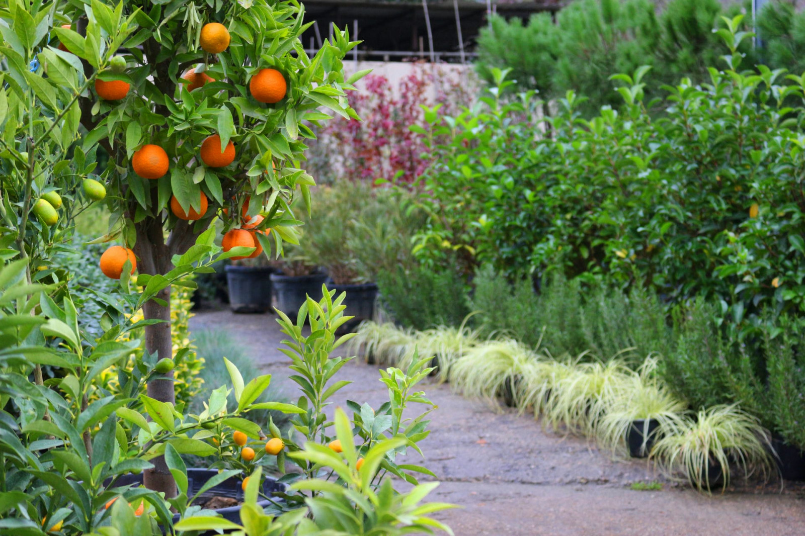 Наш питомник растений на мацесте