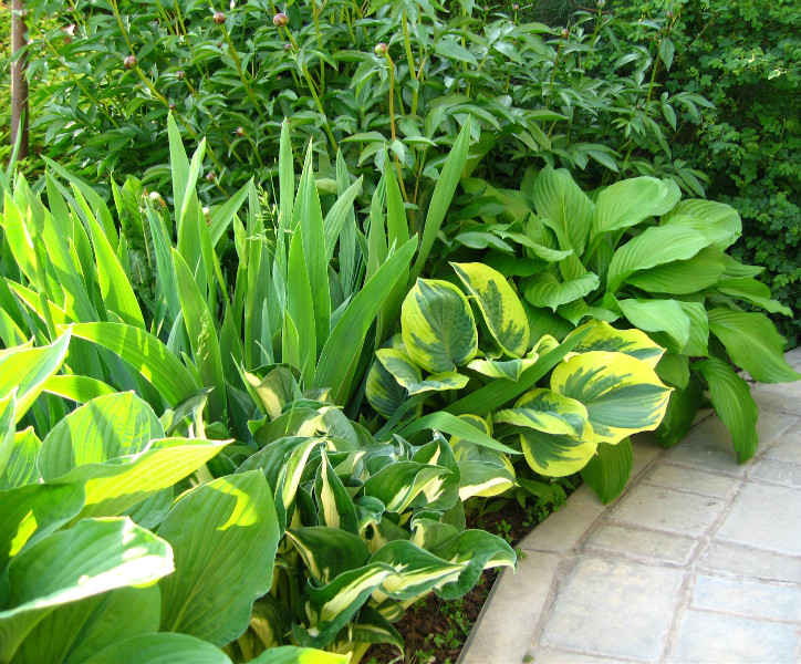 Хоста, ирисы и пион