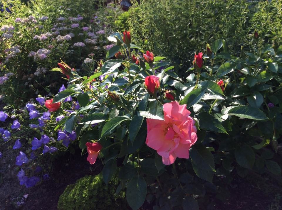 САДИК НА ЛАДОШКЕ 2016