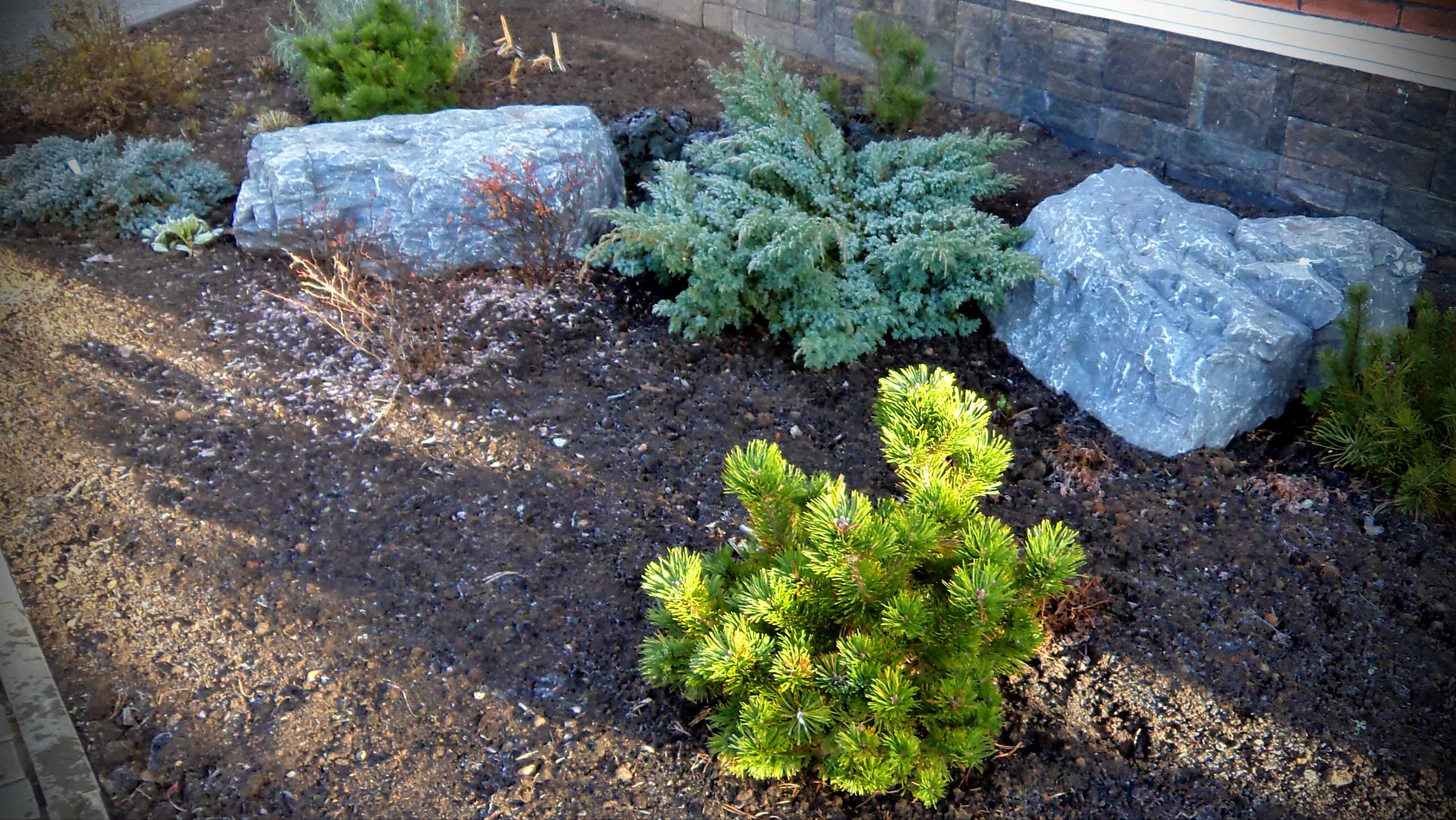 Новогодняя ель в горшке: Можно ли сохранить ее до весны