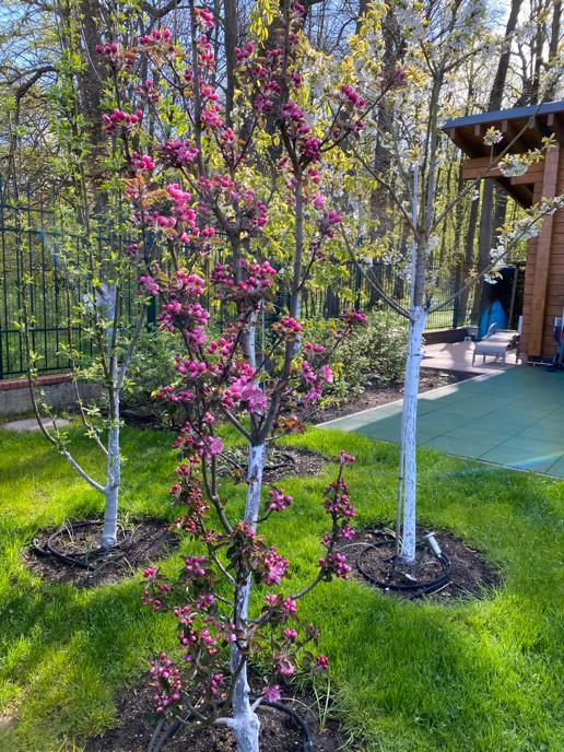 Озеленение территории г. Гурьевск, Калининградская область