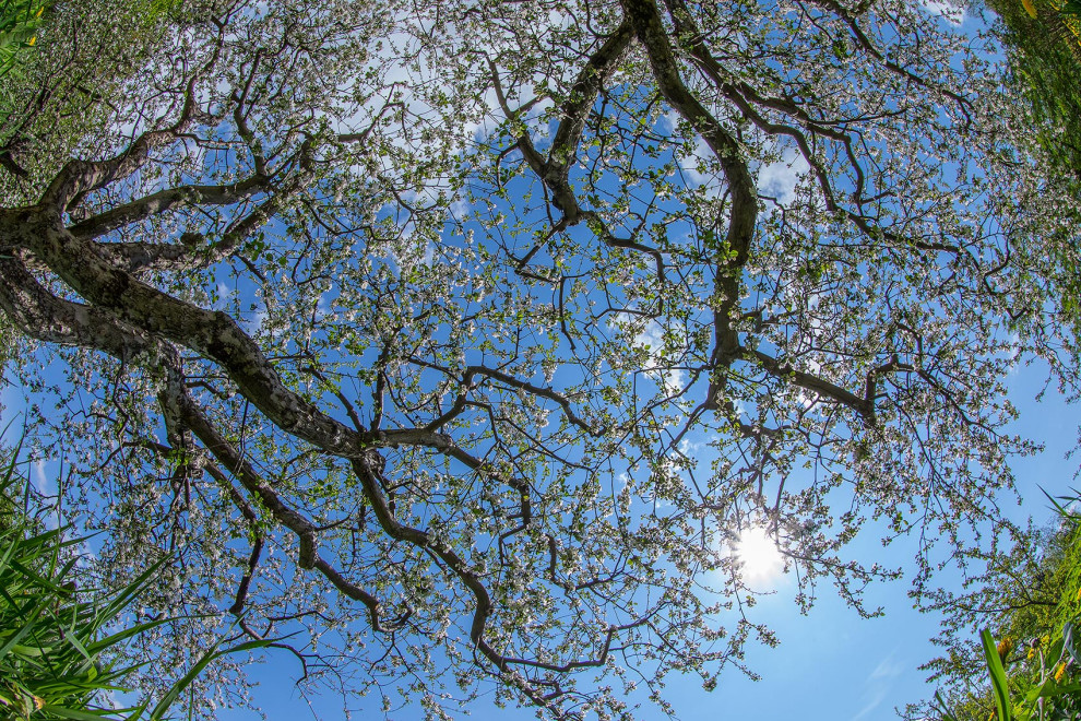 Плодовый сад МГУ