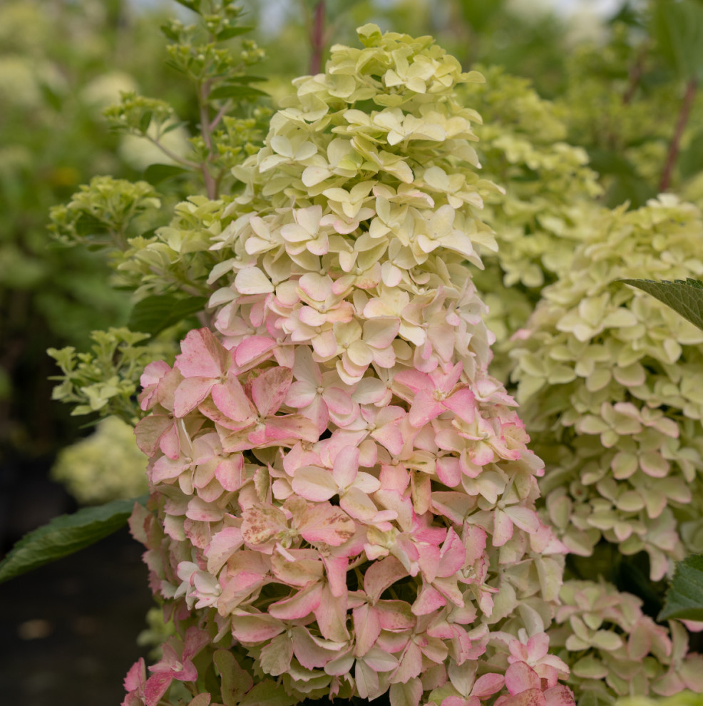 Гортензии для сада премиум-класса