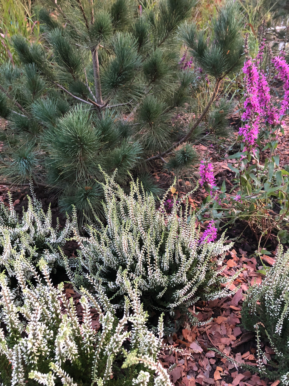 Таежный роман