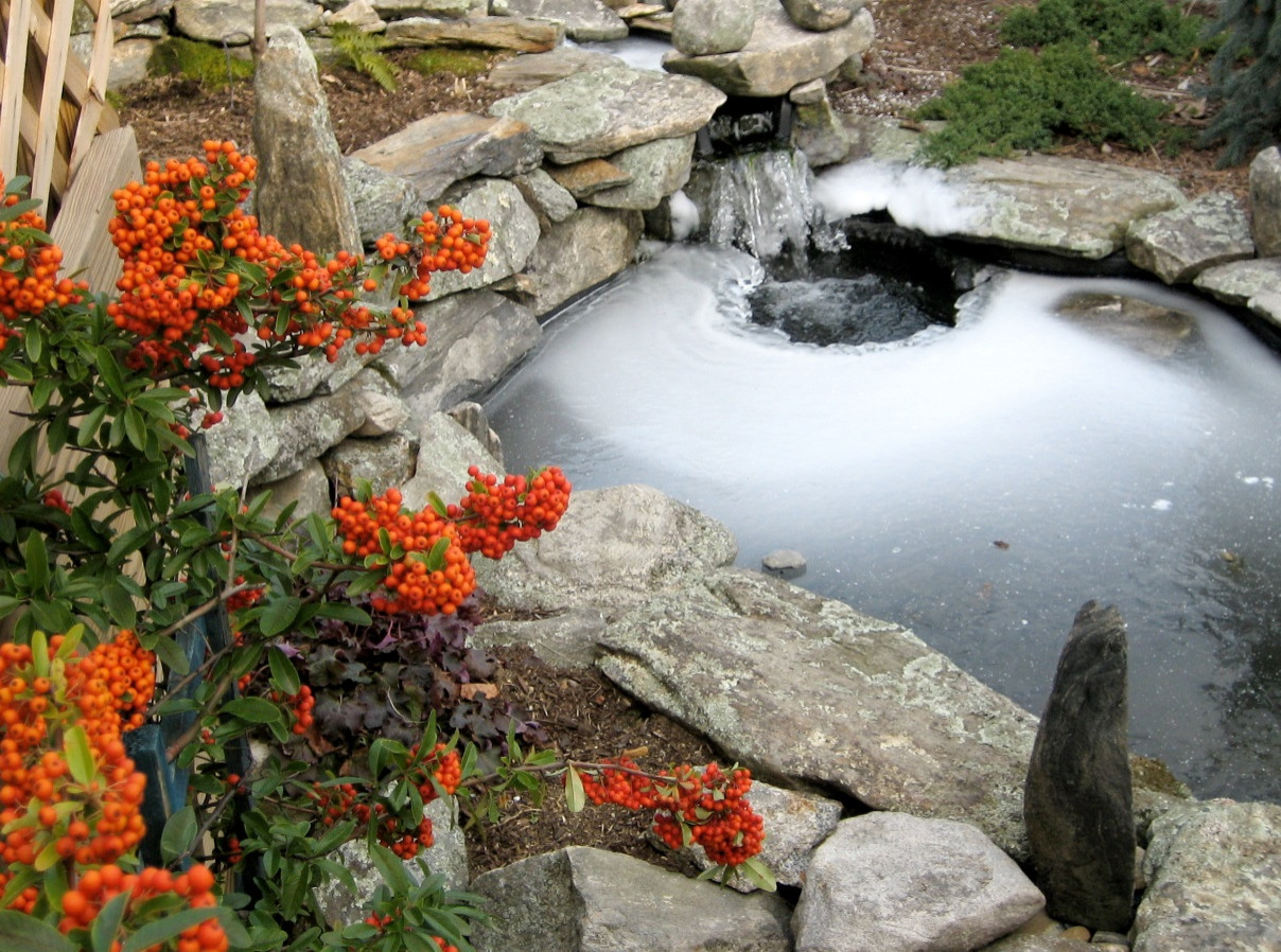 koi pond
