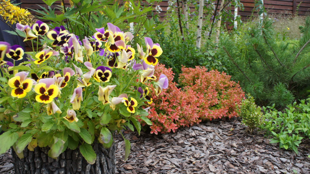 Прохорово лето 2017