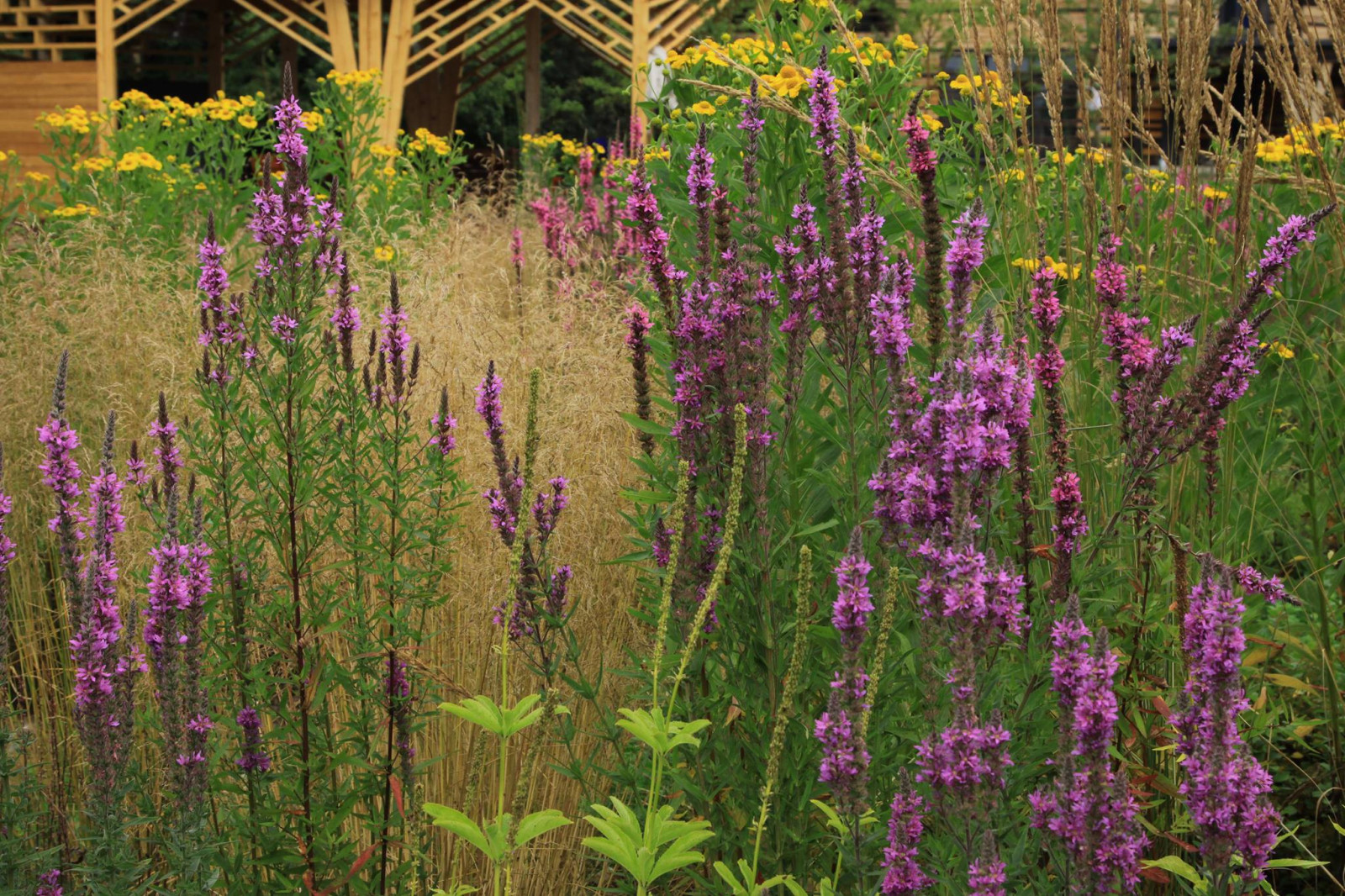 Сад "Три плюс два"