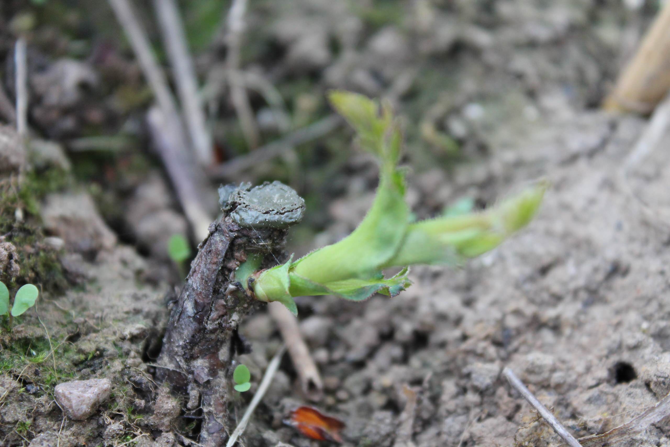 На прививку становись: Зачем и как прививают деревья