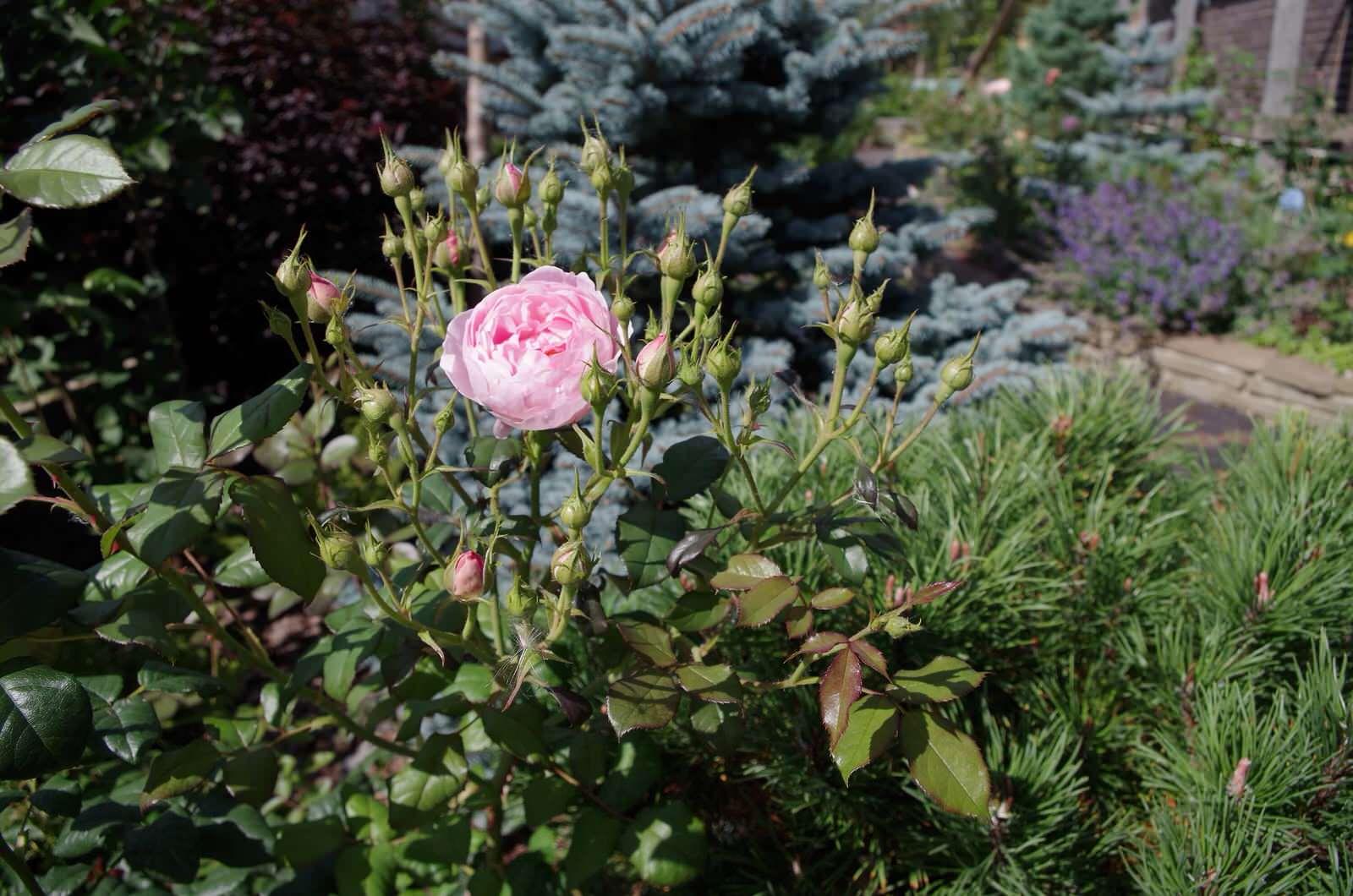 СНЫ О ЧЕМ_ТО БОЛЬШЕМ...