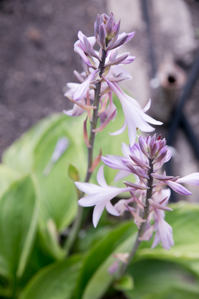 Портреты растений