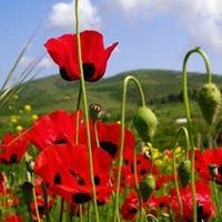 ქეთევან ოთარაშვილი