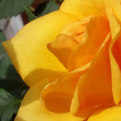 Ирина Гаврилова