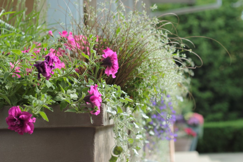 Проект недели: Кадочное озеленение в подмосковных Раздорах