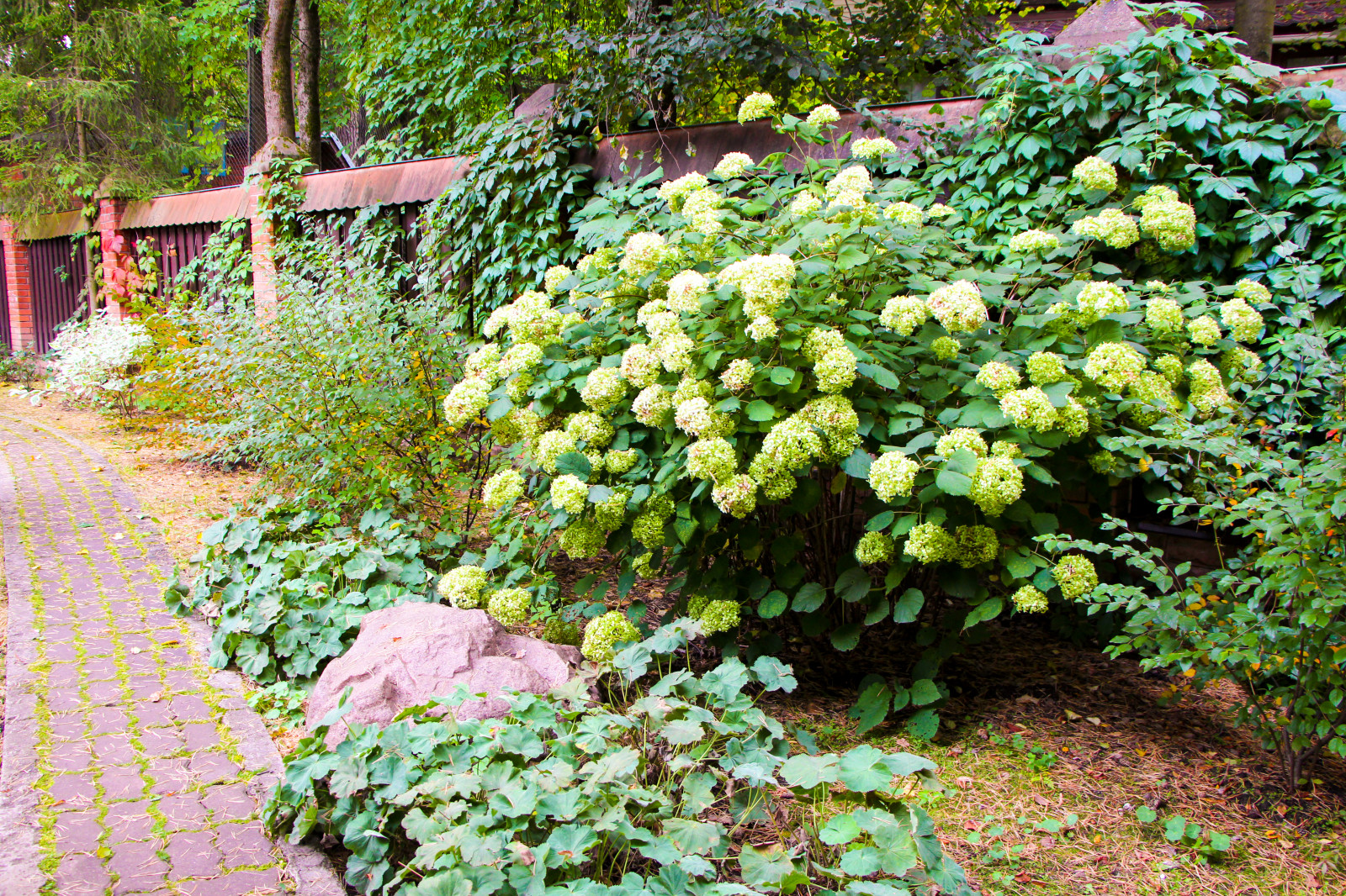 Баковка, 2018 г.