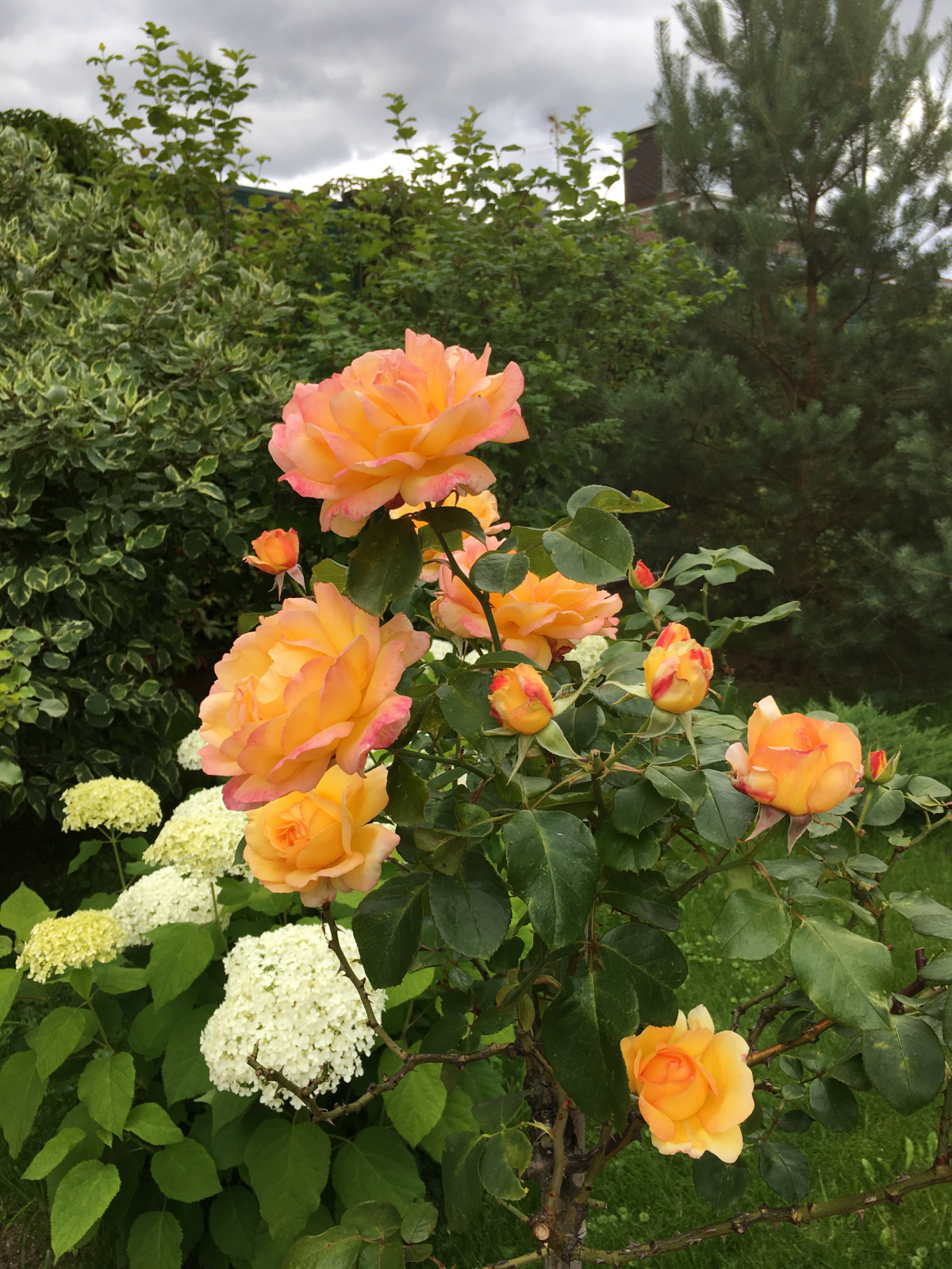 Французский садик в поселке Рыбаки Дмитровское шоссе