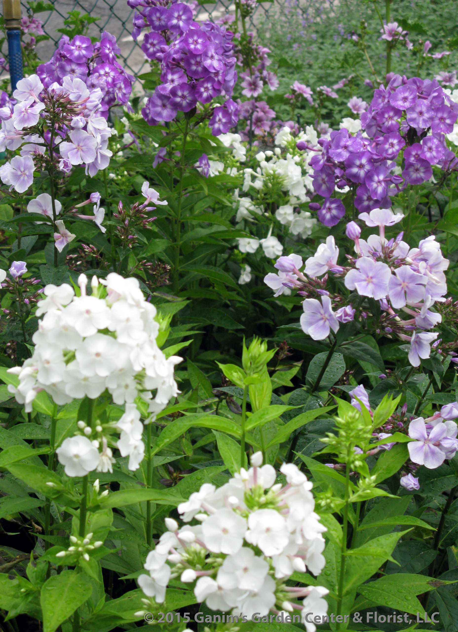 Растение месяца: Флокс метельчатый