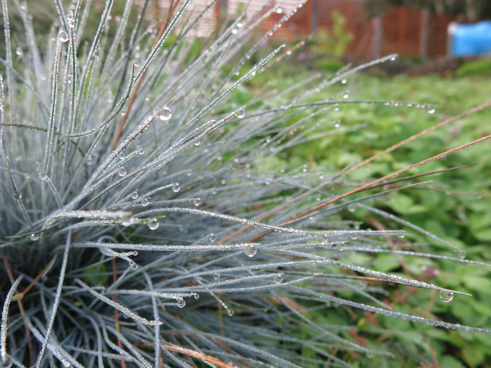 ЯГОДНОЕ ЛУКОШКО (РАСТВОРИВШИСЬ В РАДУГЕ). СЕЗОН 2016. УТРО