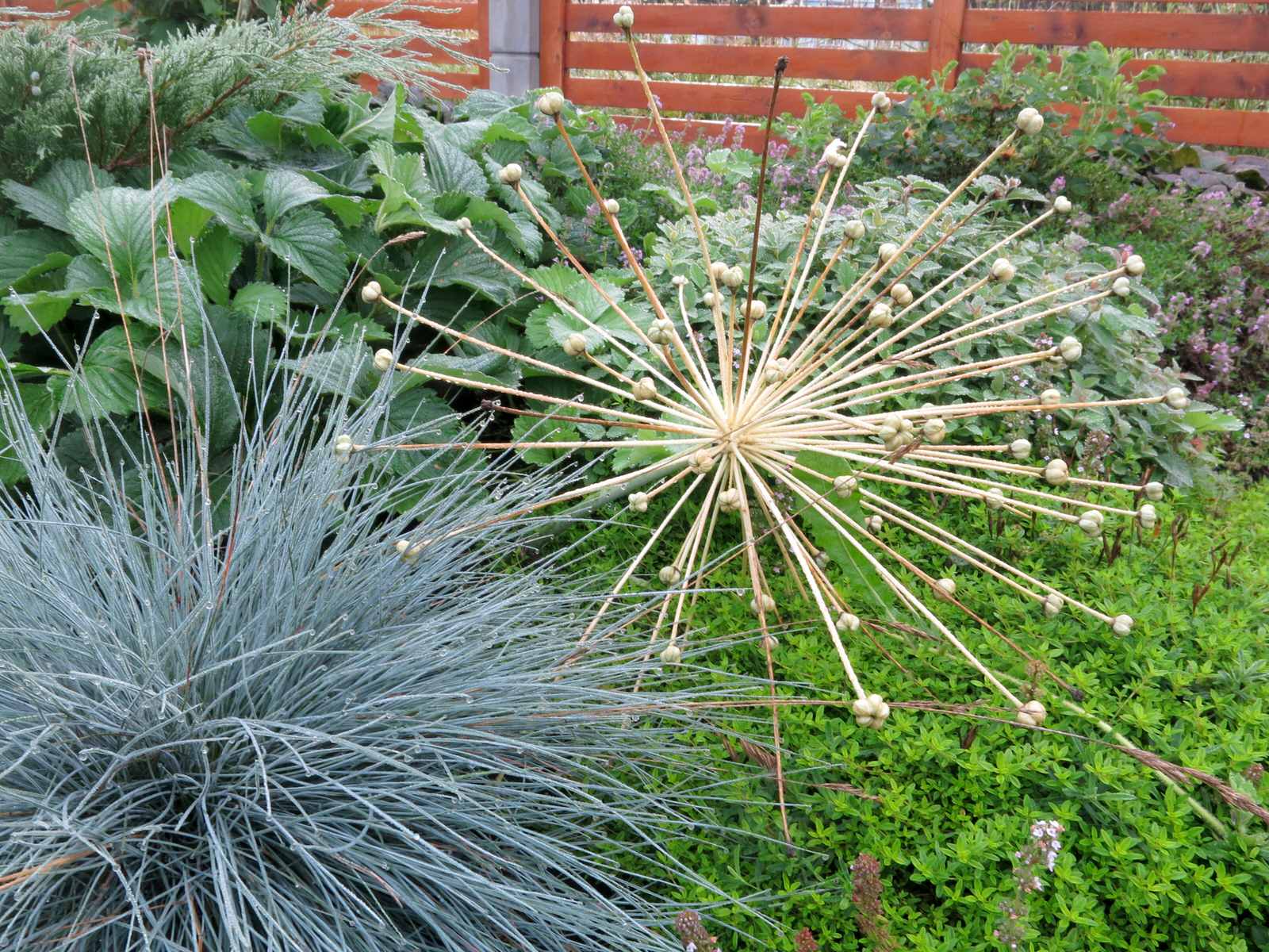 ЯГОДНОЕ ЛУКОШКО (РАСТВОРИВШИСЬ В РАДУГЕ). СЕЗОН 2016. УТРО