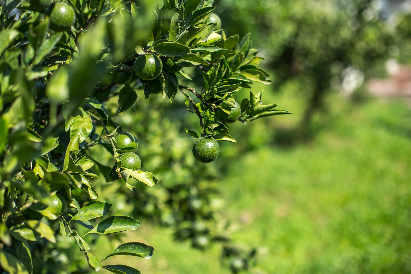Ландшафтный Дизайн Олимпийский Сочи