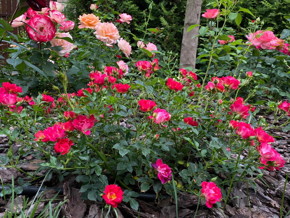 КП Пестово "Evergreen'