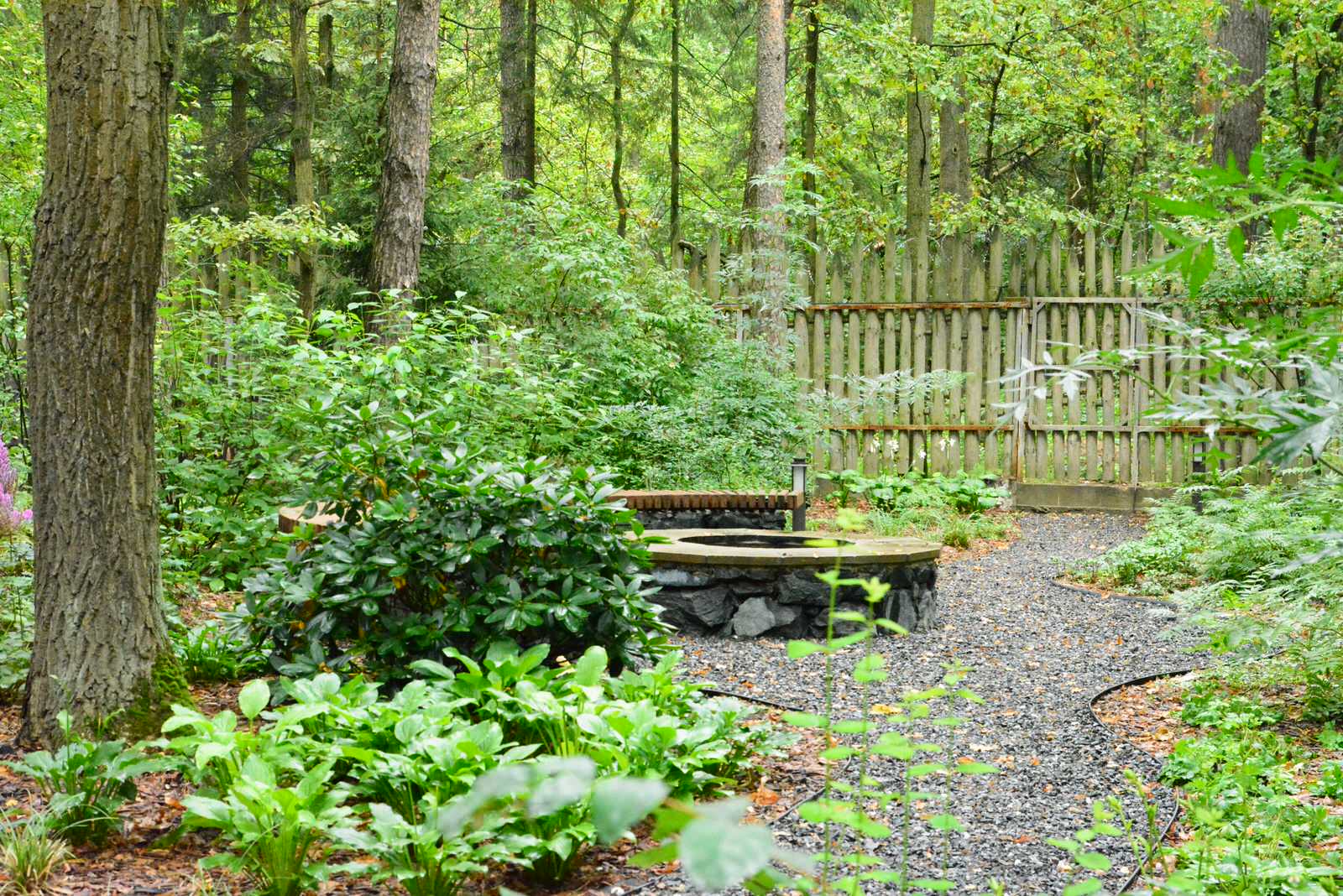 Заповедный бор