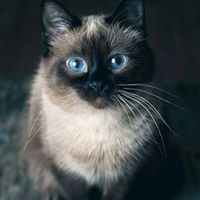 Маша Ребрик